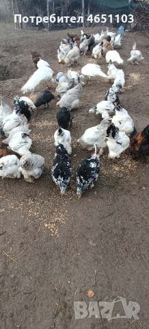 Продавам Брами, снимка 9 - други­ - 52420139