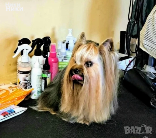 Малки мини коледарчета , снимка 6 - Йоркширски териер - 52428266