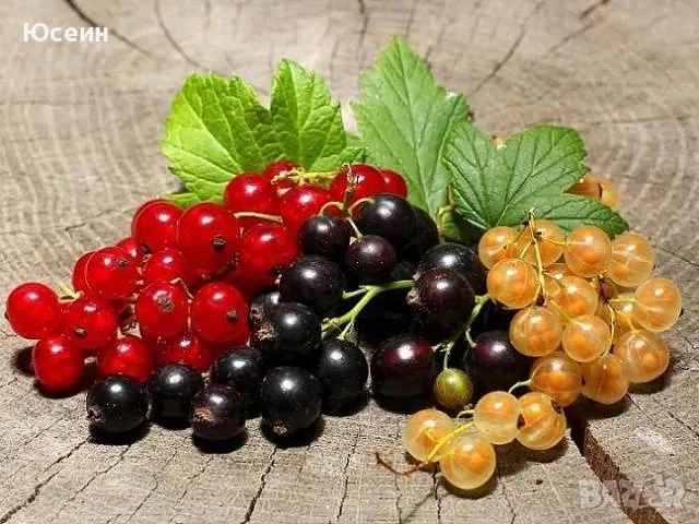 Касис в саксия, снимка 3 - Разсади - 50230570