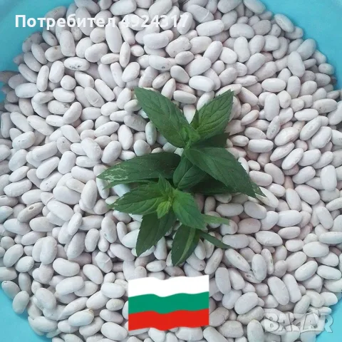Продавам български бял боб сорт Еликсир реколта 2026 год.