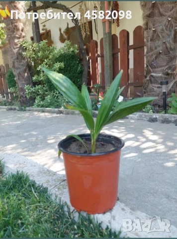 Студоустойчиви палми, снимка 7 - Градински цветя и растения - 51567070