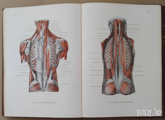 "Анатомичен атлас на човешкото тяло" в три тома, снимка 4 - Енциклопедии, справочници - 53657241