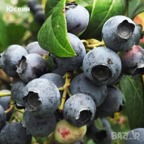 Американска боровинка , снимка 7 - Разсади - 52578002