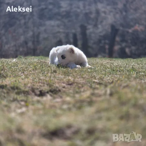 Средноазиатска овчарка–Алабай, снимка 18 - Средноазиатска овчарка - 48611649