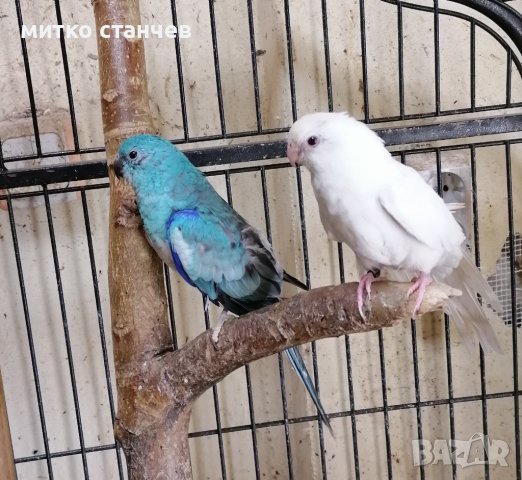 Двойка пойни папагали, снимка 3 - Папагали - 41146552