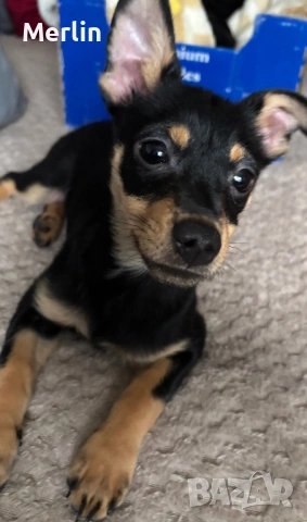 Продавам мъжко пинчер на 4 месеца, снимка 2 - Акита - 53580284