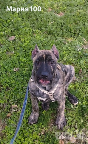 Преса Канарио кученца , снимка 4 - Други - 51673913