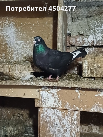 Свободни гълъби, снимка 13 - Гълъби - 50677179