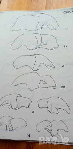 Плиоценски дребно бозайници - дипломна работа, снимка 11 - Специализирана литература - 44655504