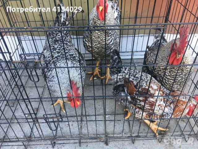 продавам млади домашни петли реколта пролет 2025 . 6лв/кг от от 2 до 5кг 1 бр 15 до 30лв, снимка 3 - Кокошки и пуйки - 52409895
