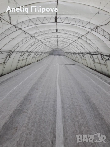 Продавам разсад за Пипер и Домати , снимка 6 - Разсади - 53193867