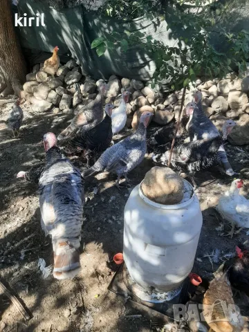 ПродавамПуйки женски 