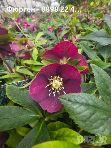 Кукуряк (Helleborus)