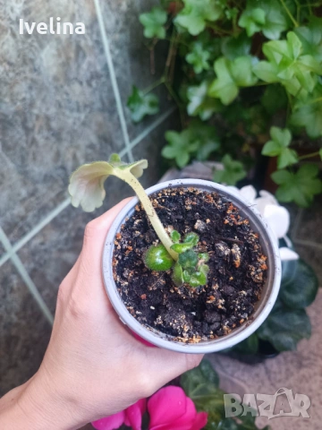 Стайна теменужка и авокадо, снимка 4 - Стайни растения - 53836747