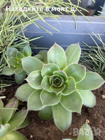 Седуми и сукуленти, снимка 2 - Градински цветя и растения - 53783611