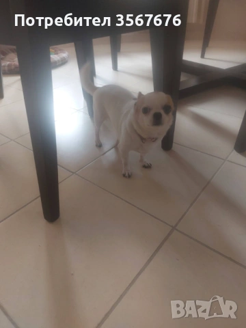 Чихуахуа мини момиче, снимка 4 - Чихуахуа - 53341758