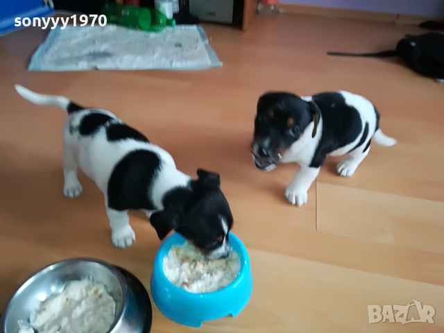ДЖАКОВЕ СЛАДУРИ 0104221208, снимка 7 - Джак ръсел териер - 36305837