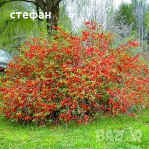 Продавам фиданки Годжи бери,градински жасмин,текома,бреза, снимка 4 - Градински цветя и растения - 34710988