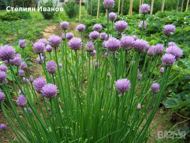 Сибирски лук, див лук, резанец, шивес, салатен лук, влашец (Allium schoenoprasum), снимка 1