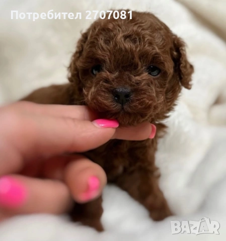 Той пудел, снимка 3 - Пудели - 40734260