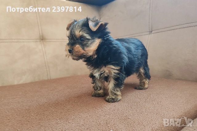 Йоркширски териер - женско , снимка 3 - Йоркширски териер - 53610267