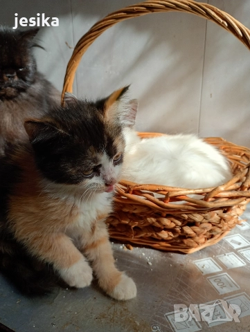 малки сладки котенца полуперсийчета , снимка 4 - Други - 52403277