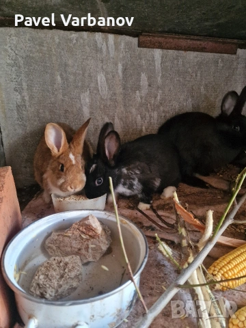 Продавам зайци калифорнийски