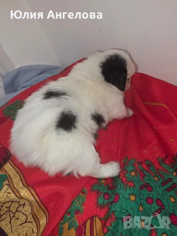 Японски хин обяви, снимка 8 - Други - 56185748