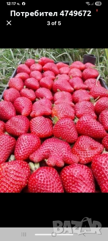 внимани предлагаме расад само эа ценители