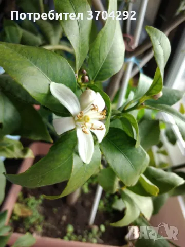 Продавам дръвче лимон, снимка 4 - Градински цветя и растения - 48982233