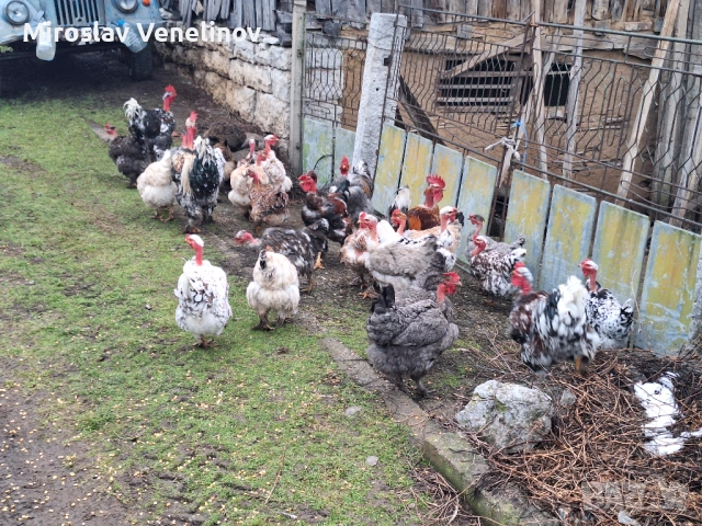 Продавам оплодени яйца от кокошки голошиики, снимка 13 - Кокошки и пуйки - 53650692