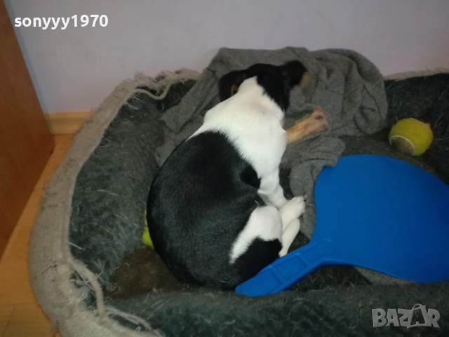 ДЖАК РЪСЕЛ 1011250842, снимка 14 - Джак ръсел териер - 52358129