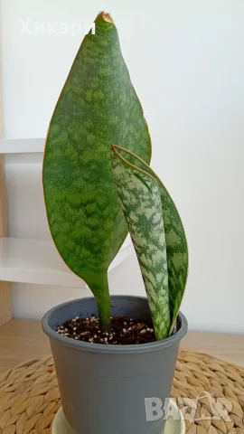 Сансевиера - Sansevieria Whale Fin, снимка 2 - Стайни растения - 55769301