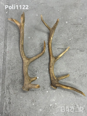 Рога от Елен, снимка 3 - Антикварни и старинни предмети - 53416337