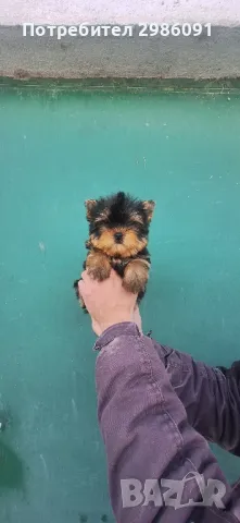 йоркширски териер , снимка 1