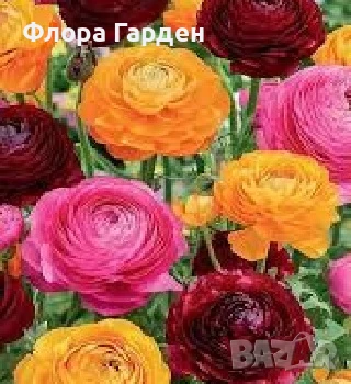 ЛУКОВИЦИ - Ирис, Анемоне, Алиум, Ранункулус - ПРЕДВАРИТЕЛНИ ПОРЪЧКИ, снимка 6 - Градински цветя и растения - 51036408