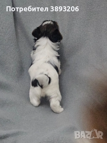 йорки-бовер, снимка 7 - Йоркширски териер - 52805213