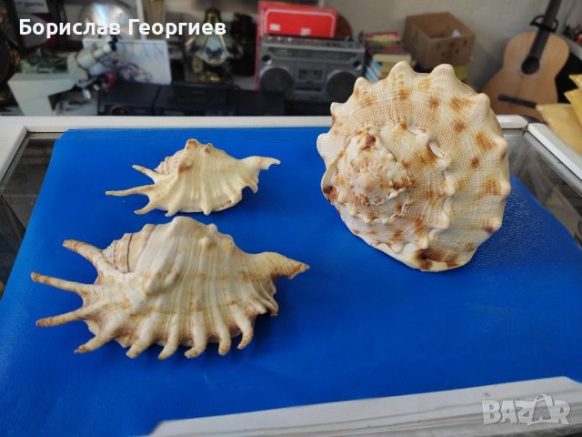 Рапан мида корал декорация