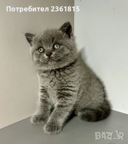 Чистокръвно мъжко синьо британче, снимка 16 - Британска късокосместа - 51088371