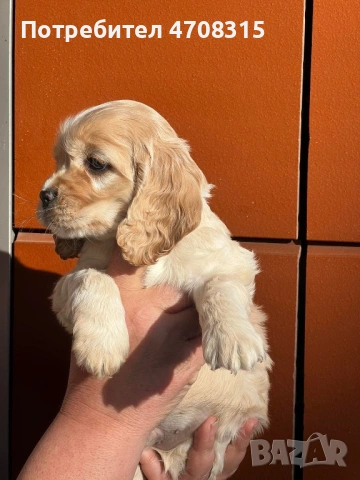 Кокер шпаньол момченце родословен баща, снимка 3 - Кокер шпаньол - 53829519