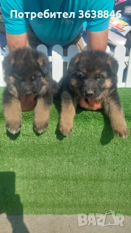 Немска овчарка, снимка 1