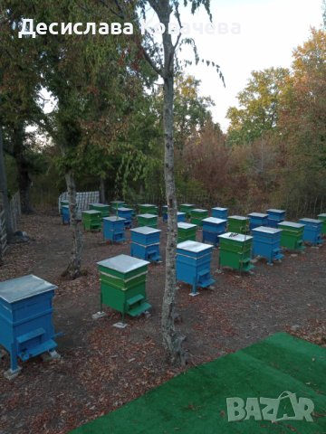 Екологично чист манов мед!, снимка 5 - Пчелни продукти - 41888785