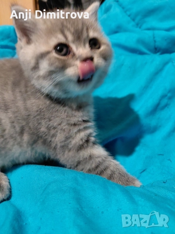 Британска късокосместа., снимка 14 - Британска късокосместа - 52314419