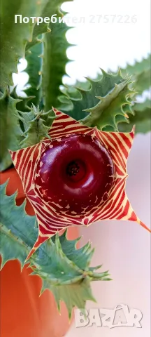 Huernia zebrina