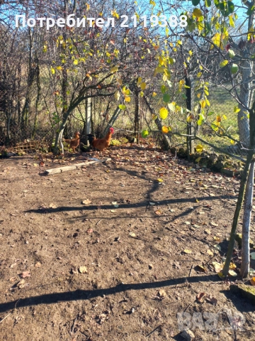 2 бр петлета Италиянка, снимка 4 - Кокошки и пуйки - 52773489