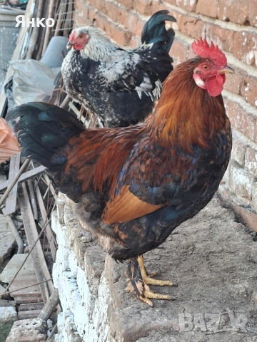 Домашни петли, снимка 8 - Кокошки и пуйки - 52912712
