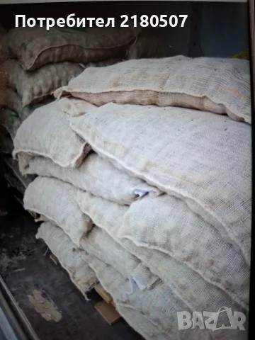 Картофи семе Сорая, клас А и клас Б, снимка 5 - Разсади - 38859159
