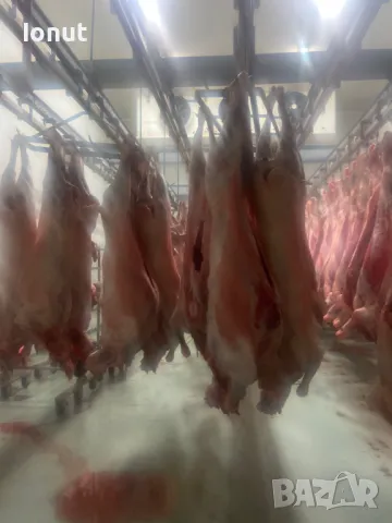 Продавам кланични агнета с тегло 14-20кг. , снимка 4 - Овце - 49685370