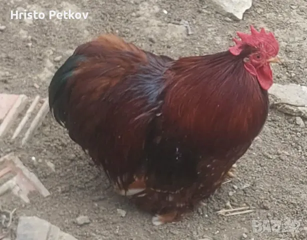 Пронавам Петли и Чифтове Мини Кохин , снимка 3 - Кокошки и пуйки - 49882931