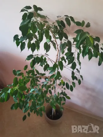 Бенджамин 150 см висок, снимка 2 - Стайни растения - 43049124